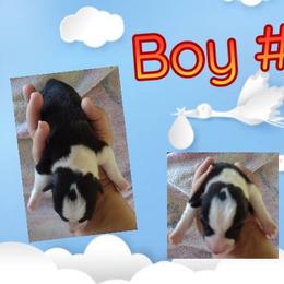 Pembroke Welsh Corgi Puppies from Country Rain Corgis