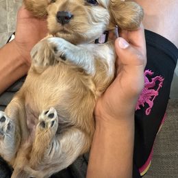 Cocker Spaniel Puppies from Aurora's Cocker Spaniels