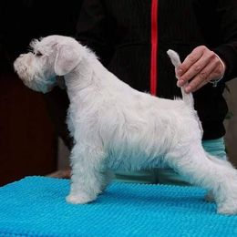 Miniature Schnauzer Puppies from Rose Lane Schnauzers