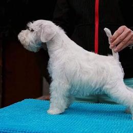 Miniature Schnauzer Puppies from Rose Lane Schnauzers