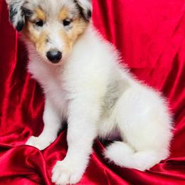 Brielle - White merle female Collie puppy in Groveland, Florida from Palmhaven Collies