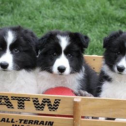 Border Collie Puppies from Bold North Border Collies