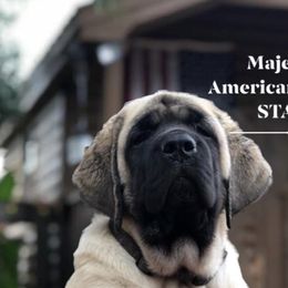 Mastiff Puppies from Majestic Mastiffs of Florida