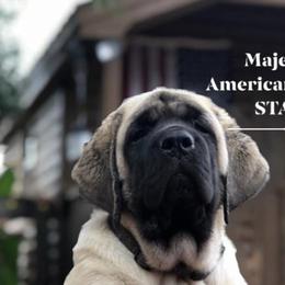 Mastiff Puppies from Majestic Mastiffs of Florida