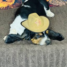Basset Hound Puppies from S&G's Bassets