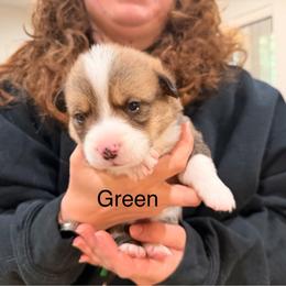 Green boy - Red male Pembroke Welsh Corgi puppy in Woodinville, Washington from Heatherland Corgis