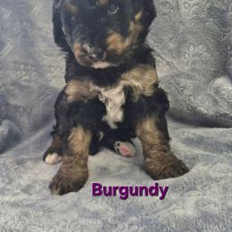 Burgundy - Tri-color male Bernedoodle puppy in Taft, Tennessee from McGraw's Fetching Pups