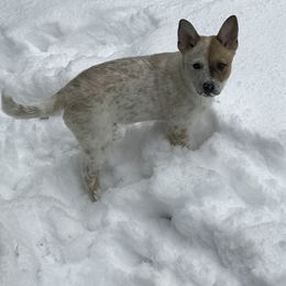 Australian Cattle Dog Puppies from RnB Cattle Dogs