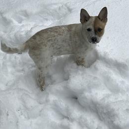 Australian Cattle Dog Puppies from RnB Cattle Dogs