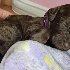 Labradoodle Puppies from Molly’s Doodles