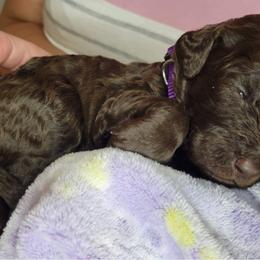 Labradoodle Puppies from Molly’s Doodles