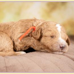 Versace - Red and white male Cockapoo puppy in Connersville, Indiana from Deaz Doodle Ranch