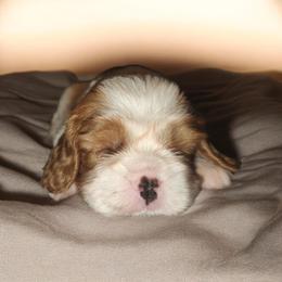 Nalu - Blenheim male Cavalier King Charles Spaniel puppy in Ewa Beach, Hawaii from Royal Paradise Cavaliers of Hawaii