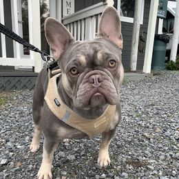 Luci - French Bulldog