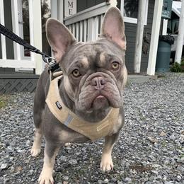 Luci - French Bulldog