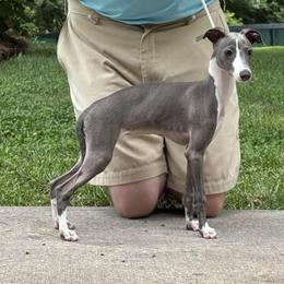 Sophie - Blue female Italian Greyhound puppy in Sugar Valley, Georgia from Pinnacle Farm and Kennel