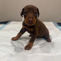 Boy 5 - Red and rust male Doberman Pinscher puppy in Elgin, Texas from New Horizons Kennels
