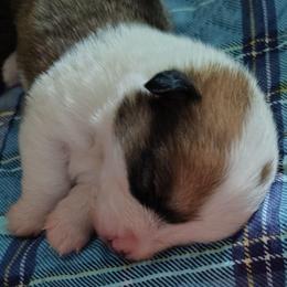 Red Boy 3 - Red male Pembroke Welsh Corgi puppy in Mountain View, Hawaii from Celtic Corgis