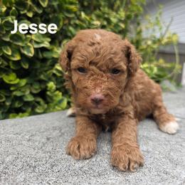 Jesse - Red female Bernedoodle puppy in Blackfoot, Idaho from Draper Mountain Doodles
