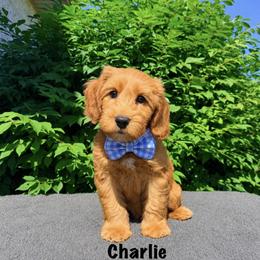 Monarch Charlie - Red male Australian Labradoodle puppy in Mason, Michigan from Monarch Labradoodles