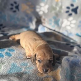 Dachshund Puppies from Spunky Sausage Pups