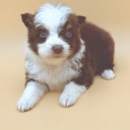 Reba - Red tri-color female Australian Shepherd puppy in Porterville, California from Wild Oak Farms