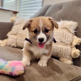 Lulu's Purple Girl - Red female Pembroke Welsh Corgi puppy in Vilonia, Arkansas from Lucky Pups Corgis