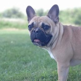 French Bulldogs from Ohio Valley Frenchies