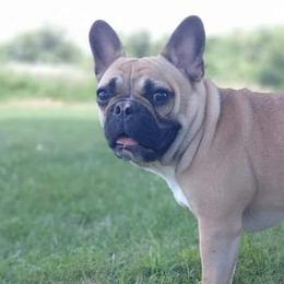 French Bulldogs from Ohio Valley Frenchies