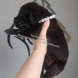 White Collar - Black female Great Dane puppy in Alton, Illinois from Show Me Great Danes and Basset Hounds
