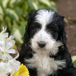 Bernedoodle Puppies from East Coast Bernedoodles