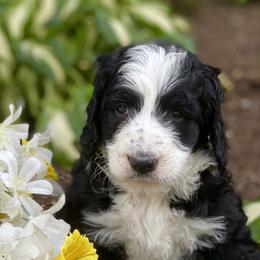 Bernedoodle Puppies from East Coast Bernedoodles