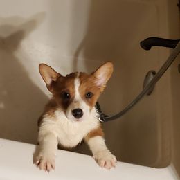American Corgi and Pembroke Welsh Corgi Puppies from Sunray Ranch