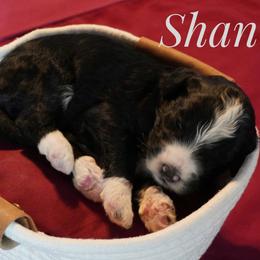 Girl 3 - female Bernedoodle puppy in Pauls Valley, Oklahoma from Daisy’s Doodles