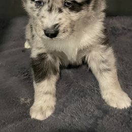 Pomeranian and Pomsky Puppies from Illinois Pomsky and Pomeranian