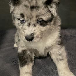 Pomeranian and Pomsky Puppies from Illinois Pomsky and Pomeranian