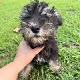 Luna - Miniature Schnauzer