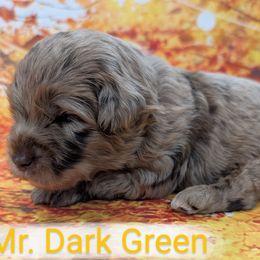 Mr Dark Green - Merle male Labradoodle puppy in Lebanon, Pennsylvania from Robertson's Retrievers and Doodles