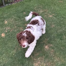 Ricotta - Brown female Lagotto Romagnolo puppy in Chehalis, Washington from Scarlet Oak Lagotti