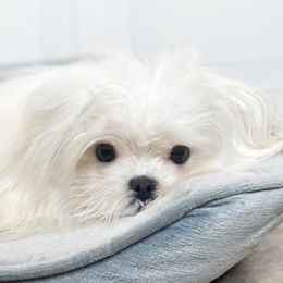 Levi - White Maltese puppy in Tampa, Florida from Petite Pawz