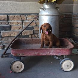 Labradoodle and Labrador Retriever Puppies from Ruby Red Labs and Doodles