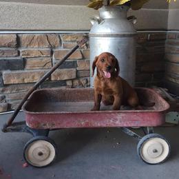 Labradoodle and Labrador Retriever Puppies from Ruby Red Labs and Doodles
