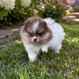 Minnie mouse - Chocolate and tan female Pomeranian puppy in Fayetteville, North Carolina from Tar-heel Poms