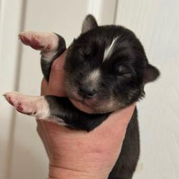 Solis - Sable and white male Siberian Husky puppy in London, Ohio from Rose Trail Siberian’s