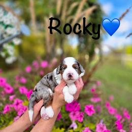 Rocky - Blue merle male Aussiedoodle puppy in Lancaster, Minnesota from Finney Ranch