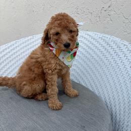 Mike - Apricot male Goldendoodle puppy in Davie, Florida from Daviegoldendoodles