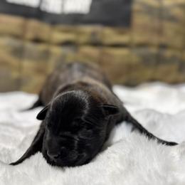 Caleb - Black brindle male Dutch Shepherd puppy in Watertown, Connecticut from APACHEK9