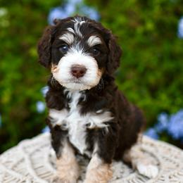 Dusty - Tri-color male Bernedoodle puppy in Tucson, Arizona from Sun Valley Goldendoodles
