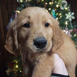 Golden Retriever Puppies from Ginger Snap Golden Retrievers