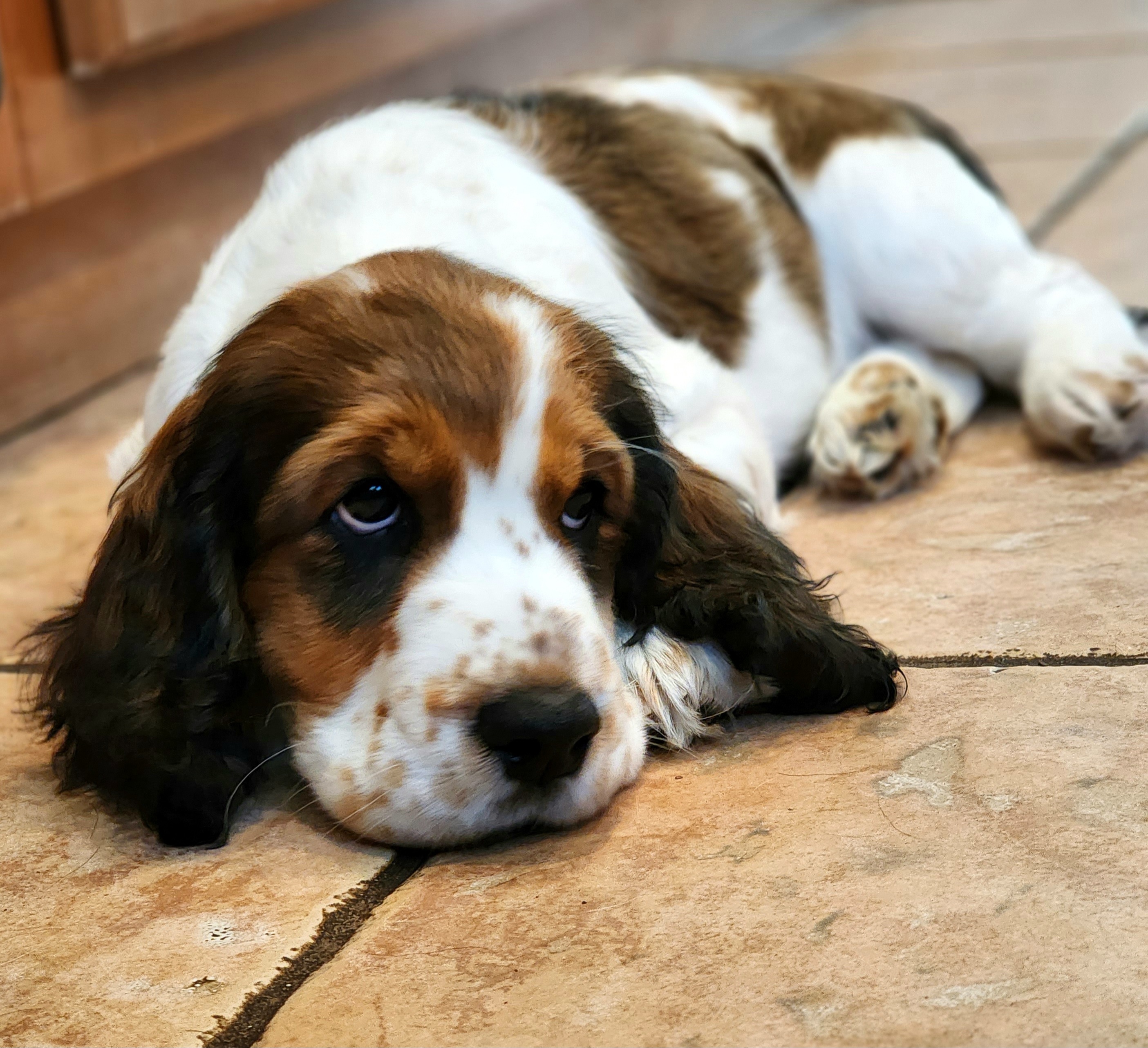 English Springer Spaniel Puppies from Seagrove Springers